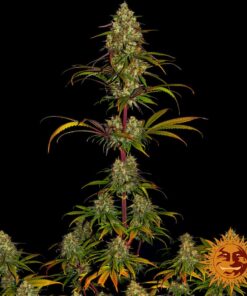 Liberty Haze — изображение 5