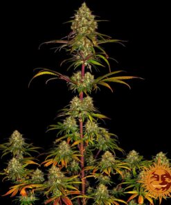 Liberty Haze — изображение 6