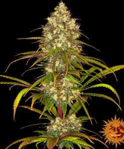 Liberty Haze — изображение 7