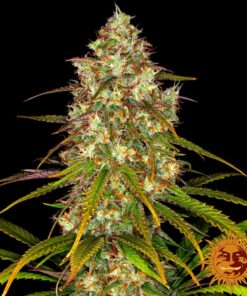 Liberty Haze — изображение 8