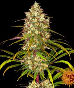 Liberty Haze — изображение 9