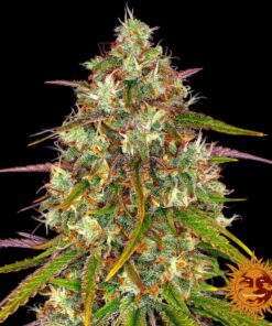 Liberty Haze — изображение 10
