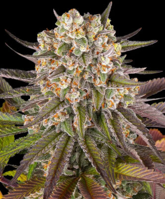 Limoncello Barneys Farm Seeds