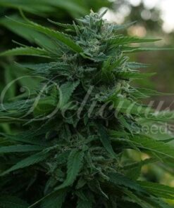 Lord Kush Delicious Seeds