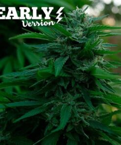 Lord Kush Early Version Delicious Seeds
