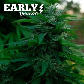 Lord Kush Early Version Delicious Seeds