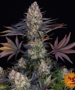 LSD — изображение 2