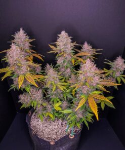 LSD 25 Auto — изображение 2