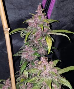 LSD 25 Auto — изображение 3