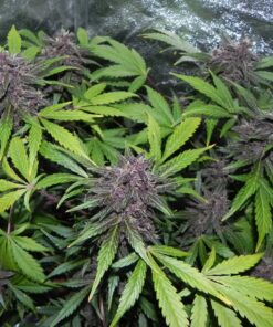 LSD 25 Auto — изображение 4