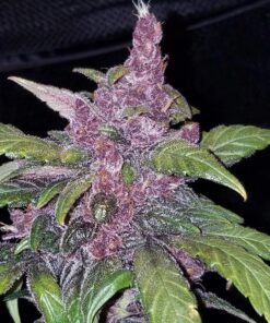 LSD 25 Auto — изображение 5