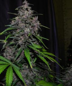 LSD 25 Auto — изображение 6