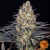 LSD Barneys Farm Seeds
