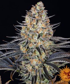 LSD Barneys Farm Seeds