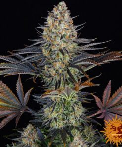LSD — изображение 6