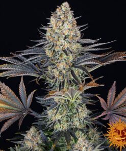 LSD — изображение 9