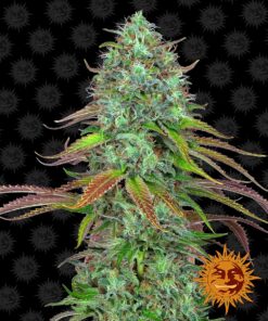 LSD Auto Barneys Farm Seeds
