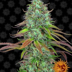 LSD Auto Barneys Farm Seeds
