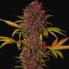 LSD-25 Auto Fast Buds Seeds