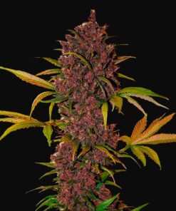 LSD-25 Auto Fast Buds Seeds