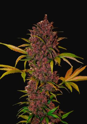 LSD-25 Auto Fast Buds Seeds