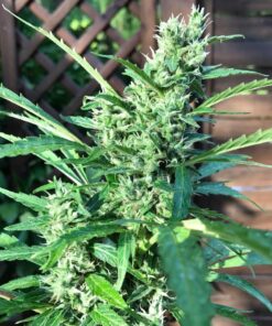 Mango Crunch Regular Royal Queen Seeds