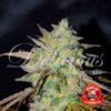 Marmalate Regular Delicious Seeds