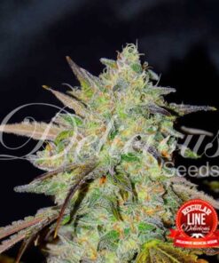 Marmalate Regular Delicious Seeds