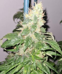 Marula Fruit Regular Royal Queen Seeds