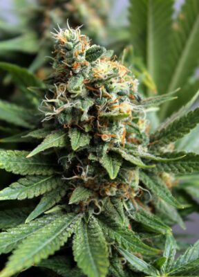 Master Kush Dutch Passion Seeds