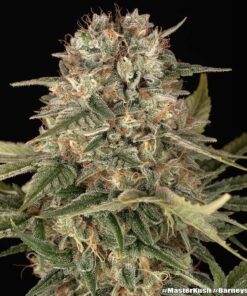 Master Kush regular Barneys Farm Seeds