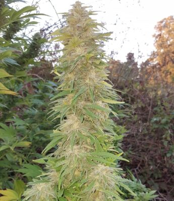 Mazar Dutch Passion Seeds