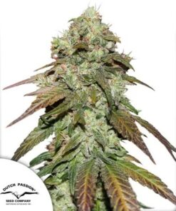 Mazar CBD Dutch Passion Seeds