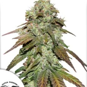 Mazar CBD Dutch Passion Seeds