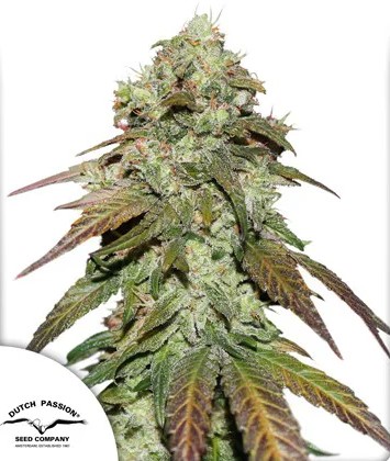 Mazar CBD Dutch Passion Seeds