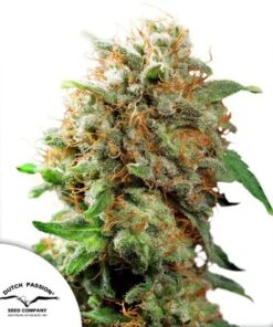 Mazar regular Dutch Passion Seeds