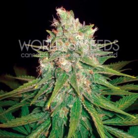 Mazar x Great White Shark WorldOfSeeds