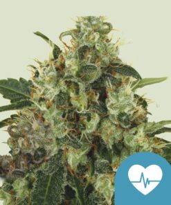 Medical Mass CBD Royal Queen Seeds