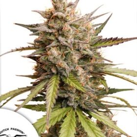 Melonade Runtz Auto Dutch Passion Seeds