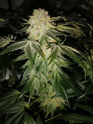 Meringue Dutch Passion Seeds