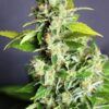 Mikromachine Auto Kannabia Seeds