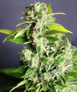 Mikromachine Auto Kannabia Seeds