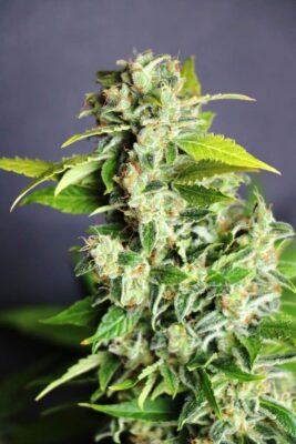 Mikromachine Auto Kannabia Seeds