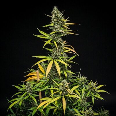 Mimosa Auto Royal Queen Seeds