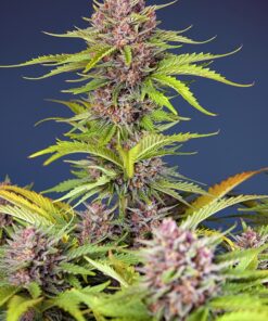 Mimosa Bruce Banner XL Auto Sweet Seeds