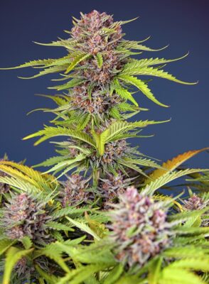 Mimosa Bruce Banner XL Auto Sweet Seeds