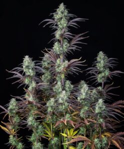 Mimosa Cake Auto — изображение 2