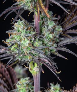 Mimosa Cake Auto — изображение 11