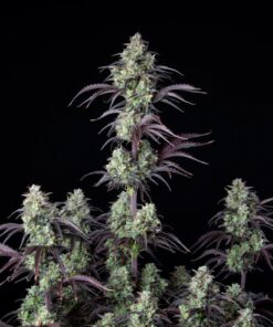 Mimosa Cake Auto — изображение 3
