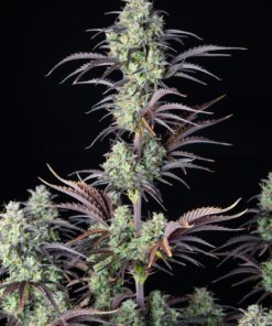 Mimosa Cake Auto — изображение 4
